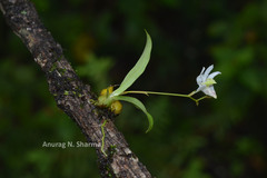 Dendrobium nanum